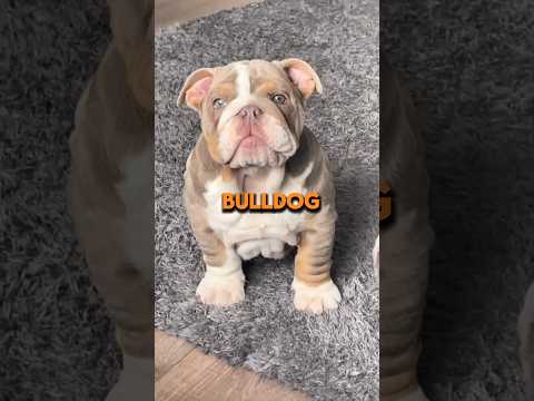 American Tactical Bulldog Shotgun- Range Review