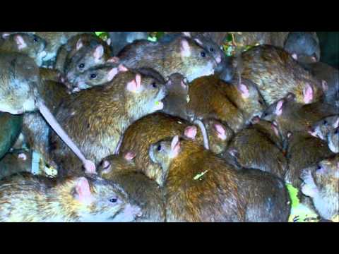 BURGLECUT - 10 000 Rats
