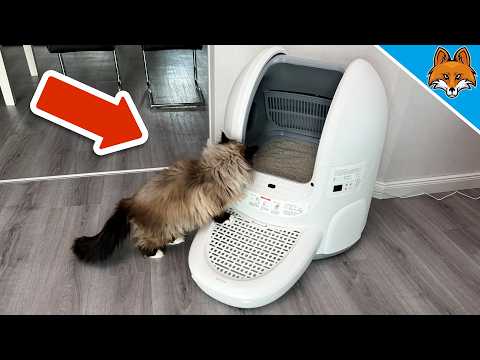 A MUST for every cat owner - AmiCura Cura 2💥(litter box of the future)🤯