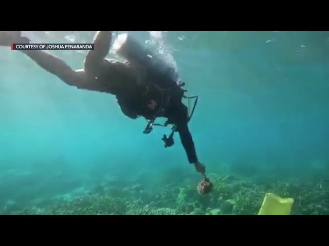 Divers race to avert crown-of-thorns starfish outbreak in Boracay waters