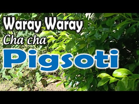 Pigsote Waray waray song with lyrics