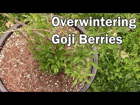 Explosive Ember Pepper Growing From Seedling Through The Summer