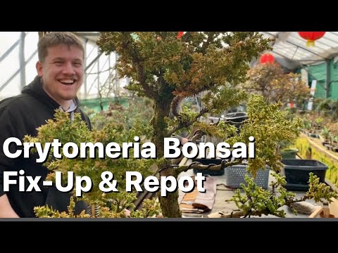 Cryptomeria Bonsai Fix-Up & Repot