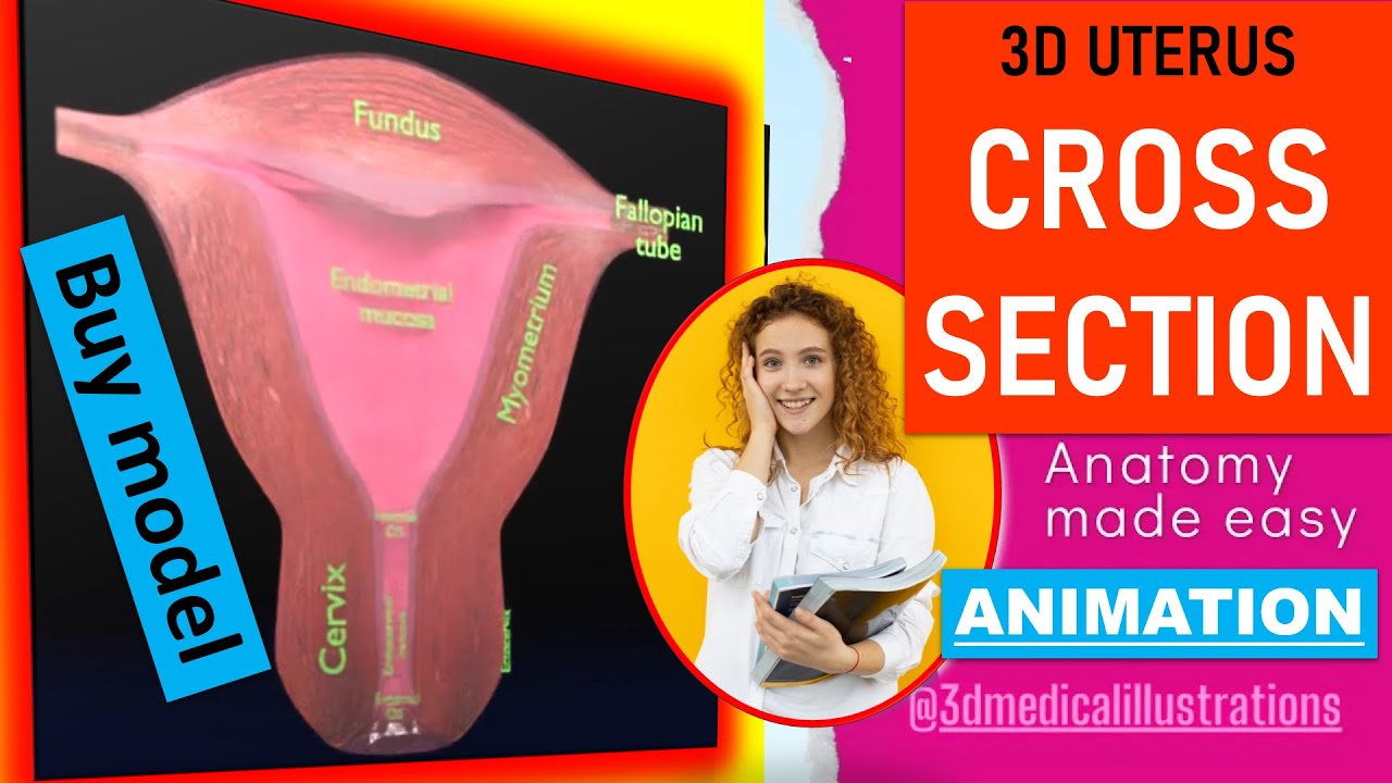 Uterus cut open bisected labelled detail model 3D Model