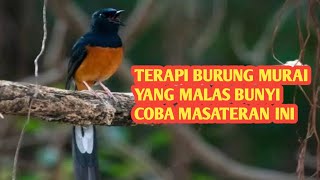 Download lagu PANCINGAN BUAT MURAI YANG MALAS BUNYI JADI WAAR WER WOR GACOR mp3