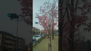 京都府知事選挙、浜田聡さん応援しております。#京都  #京都府知事選挙 #浜田聡