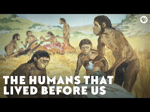 Who Was Homo Habilis and Why You Should Know About Them