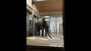 She is celebrating herself 🥳🥳 -Zoo life in Karlsruhe,Germany #travel #germany