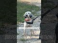 Birddog Identification! #birddogtraining #huntingdog #birddog #englishsetter #germanshorthair