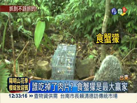 林管處放誘餌 野生動物全都錄!