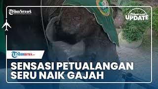 Jajal Sensasi Petualangan Seru, Naik Gajah di Tempat Wisata Taman Rimba Jambi