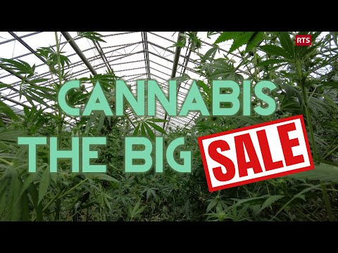Cannabis: The Big Sale