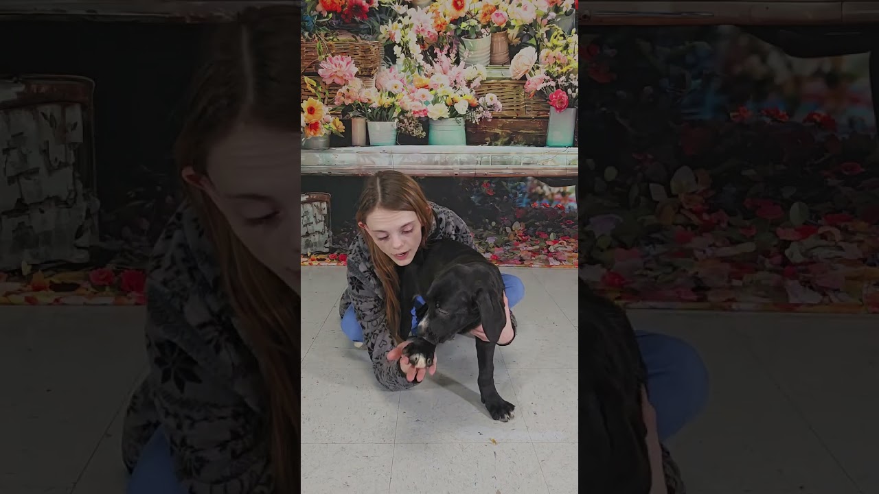 Enlarge Jakcie , a ADOPTABLE mixed breed in Columbia, MD video 3/3