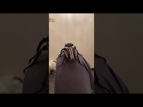 Goliath Beetle Flies and Freaks Out Dog || ViralHog