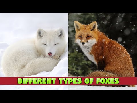 Foxes for Kids - Types of Foxes for Toddlers and Preschoolers #fox #kids #animals #kiddizoo