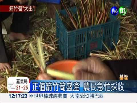 1斤可賣2百!草山農民搶收箭竹筍