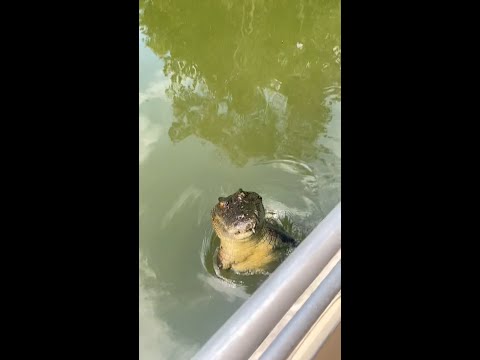 Saltwater Crocodile attacks our boat