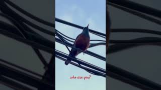 who are you?