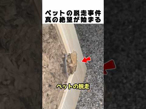 ペットが脱走!? 痕跡をたどった男を待ち受ける予想外の結末がヤバいww🐾😱