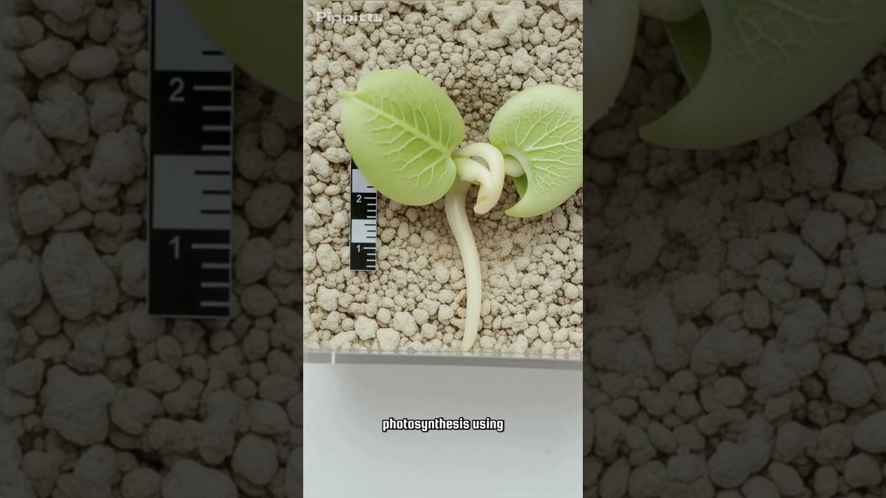 Amazing Bean Plant Growth Time-Lapse! #shorts