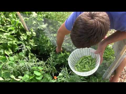 Harvesting Peas from 8 Inch Tall Plants! Video