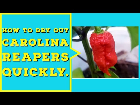 How to dry Carolina Reapers quickly.