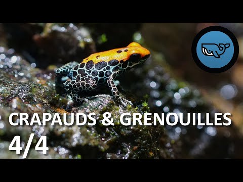 S02E67: Frogs and Toads 4/4: The Most Incredible, Rémy Falchi (herpetophile) BSG