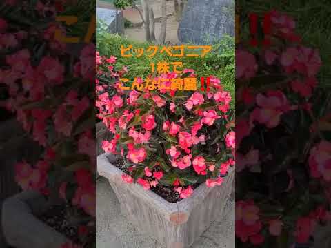 ベゴニア ディクロア、属の複数の種のうちの 1 つ。