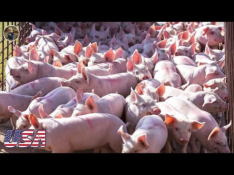 How American Farmers Raise Millions of Pigs - Modern Pig Farms | Farming Documentary