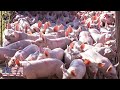 How American Farmers Raise Millions Of Pigs Modern Pig Farms Farming Documentary