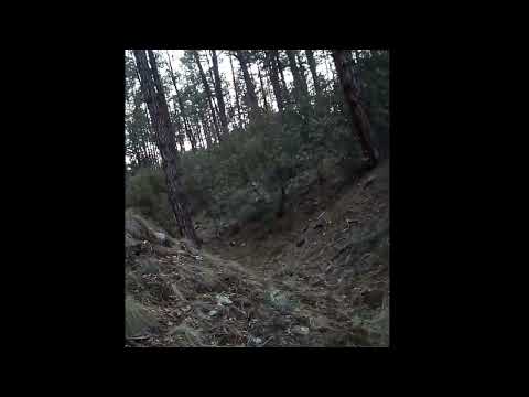 Multiple Skinwalkers Screaming at each other in the Gila National Forrest (Skinwalker scream)