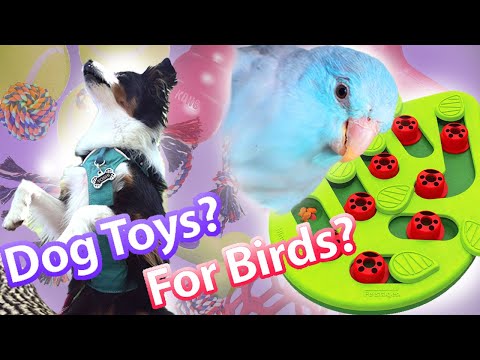 Buggin' Out Puzzle Feeder | Topics