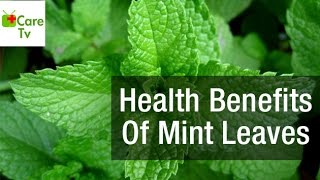Health Benefits Of MINT LEAVES  Care Tv
