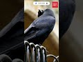 रामानंद सागर रामायण Ramayana Shri Ram Chamatkaar Crow Scene
