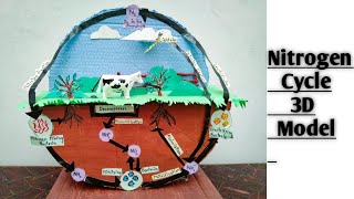 Nitrogen Cycle Model | For School Science Project |