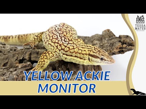 Unlocking the Secrets of the YELLOW ACKIE MONITOR: Care, Habitat, and More! (Varanus acanthurus)