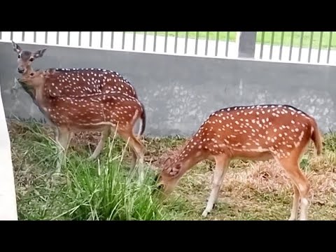 Beautiful Herd of Spotted Deer