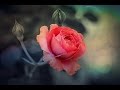 The Rose - Bette Midler 