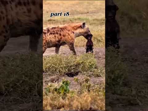 Lion hunting hyena