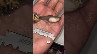 Download lagu UNIK‼️ MEMBELAH PERUT IKAN GUPPY‼️ #shorts mp3