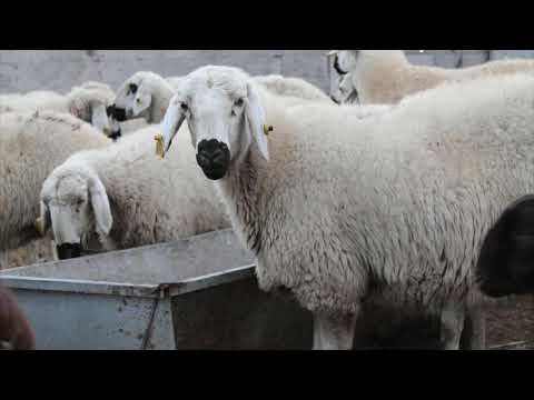 , title : 'Akkaraman Koyunu Genel Özellikleri | İç Anadolu Bölgesi Hayvancılık'