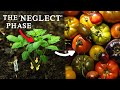 My One Tip for BIG Tomato Harvests
