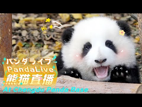 Giant Panda Cam live webcam