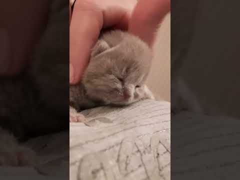 5 days old British Shorthair Calistrat of Outstanding Cats 🥰