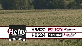 Hefty Brand Corn - H5522 & H5524 Late-Season Development