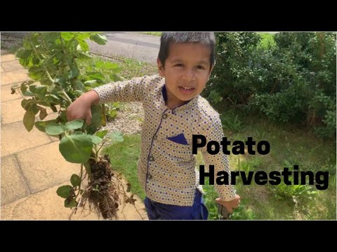 Akshaj Learning about Potato