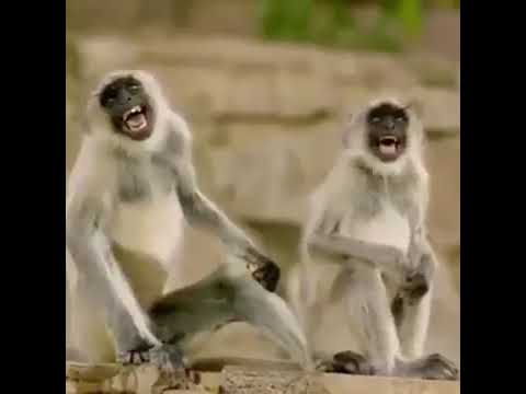 Monkey funny smiling...... Add in meme video or funny...