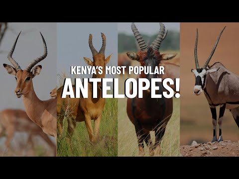10 Most Popular Antelope Species in Kenya - Travel Video