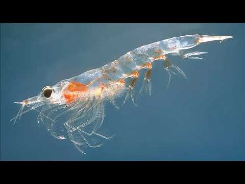 Facts: Krill