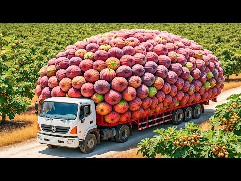 Unglaublich! So züchten japanische Bauern gigantische Feigen mit Hightech 🌿🍈